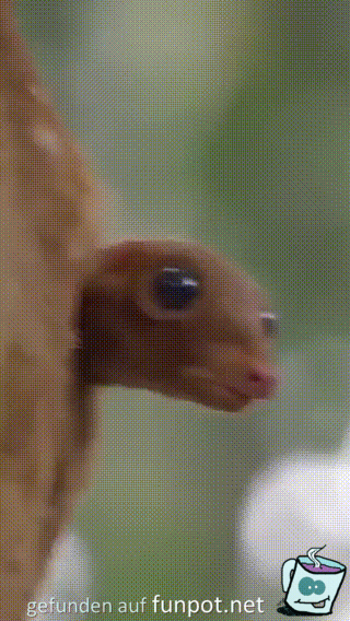 Gähn